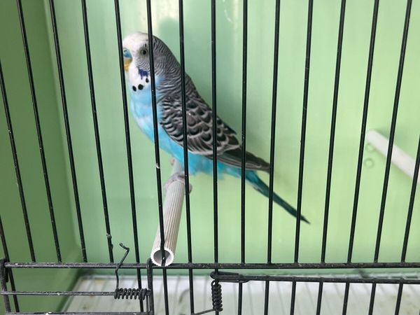 Budgies - Main image