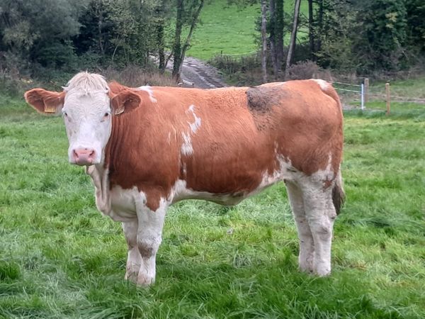PBR Simmental Heifers - Main image