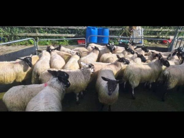 Organic Weather and Ewe lambs - Main image