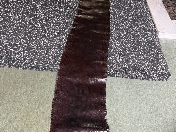 snake skin - Main image