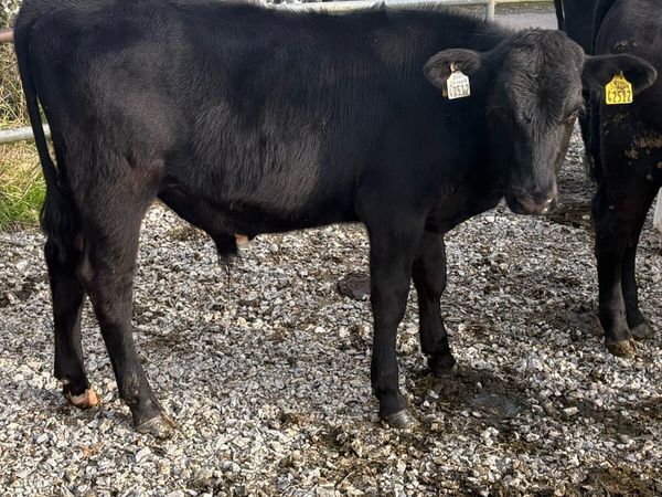 Angus and Hereford bull runners - Main image