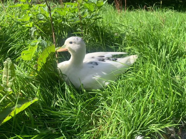 Call ducks - Main image