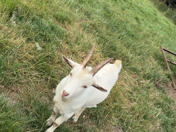 Kid buck goat - Main image