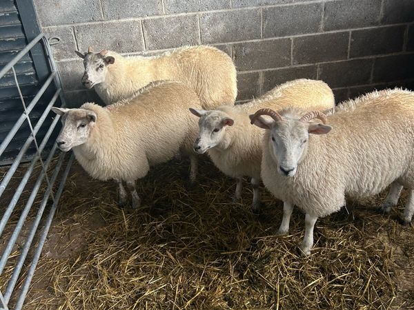 Ewe lambs - Main image