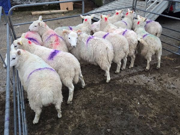 Full Symbol Organic Ram Lambs & Ewe Lambs - Main image