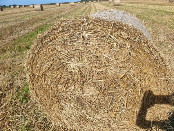 Straw - Main image