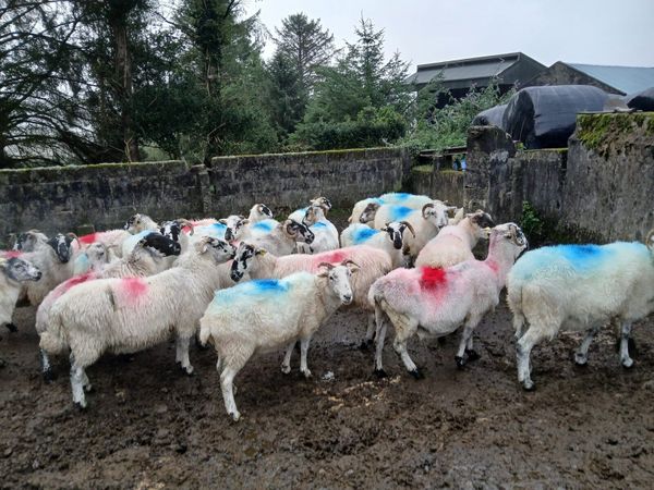30 Breeding ewes - Main image