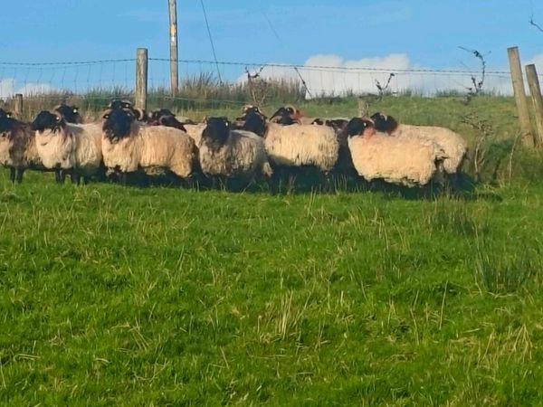 Mayo mountain hog rams ewes and lambs - Main image