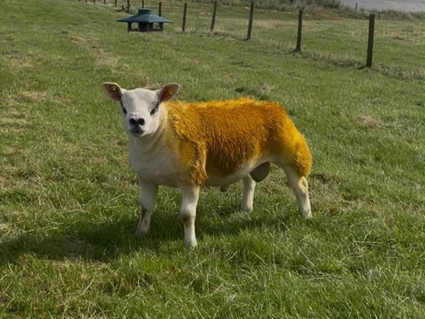 Pb ram lambs - Main image