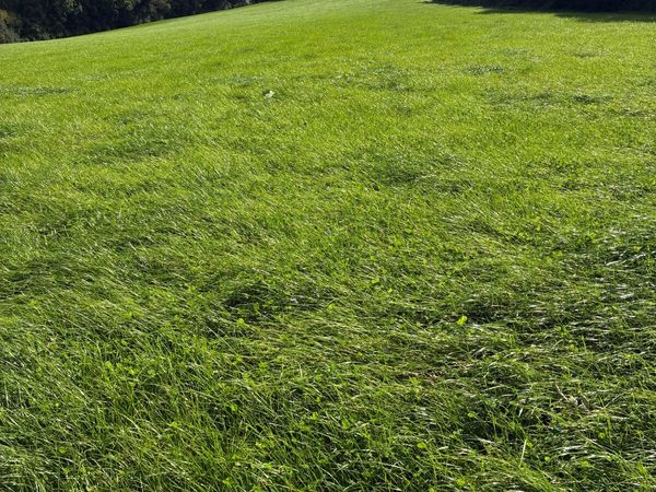Grass for baling - Main image