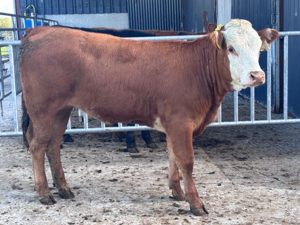 3 weanling heifers for sale - Main image
