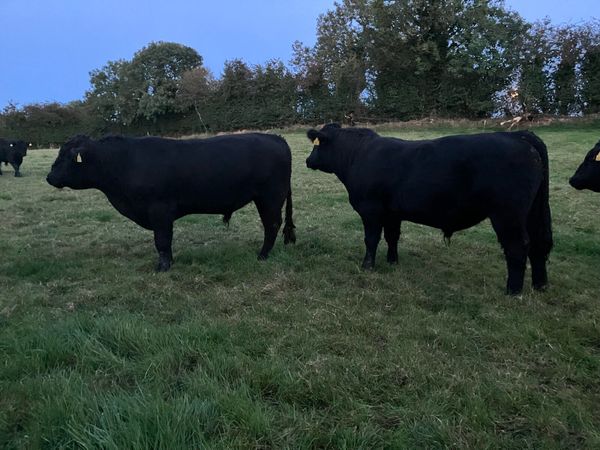 Pedigree Aberdeen Angus - Main image