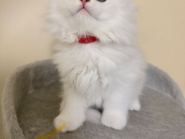 Four Beautiful Long-Haired Chinchilla Kittens - Main image