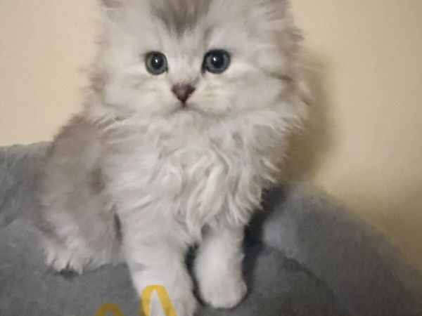 Long-Haired Silver Shaded Kittens - Main image