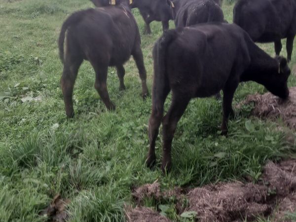 Angus heifers - Main image