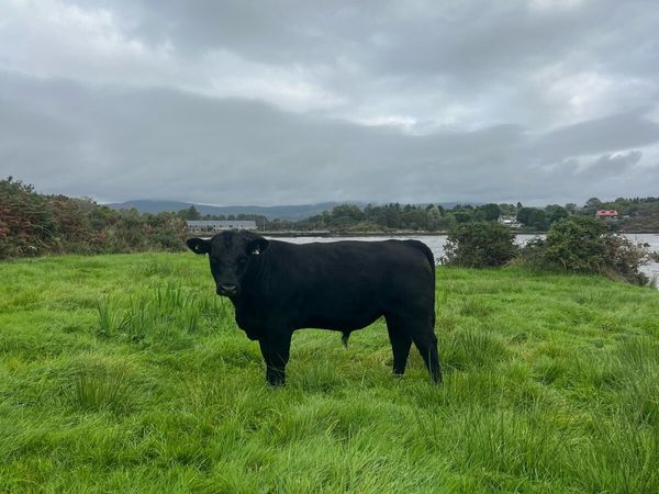 Angus Bull - Main image