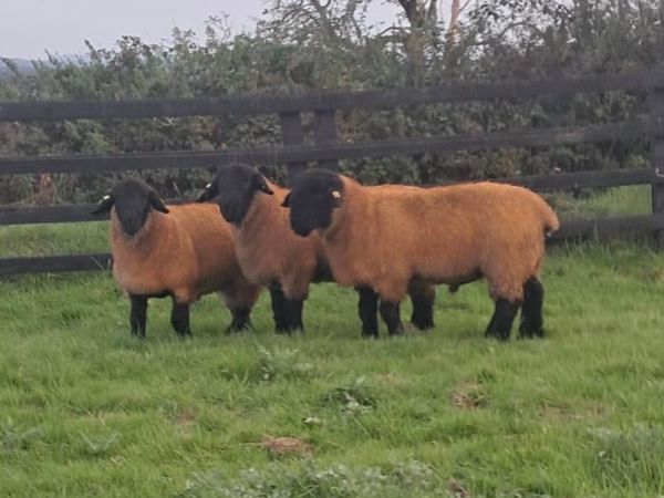 Suffolk Ram Lambs Athenry Mart - Main image