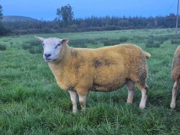 Pedigree registered Organic Belclare hogget rams - Main image