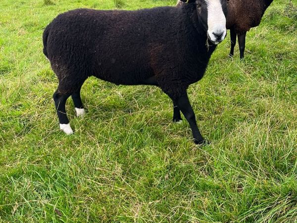 Zwartble Shearling Ram - Main image