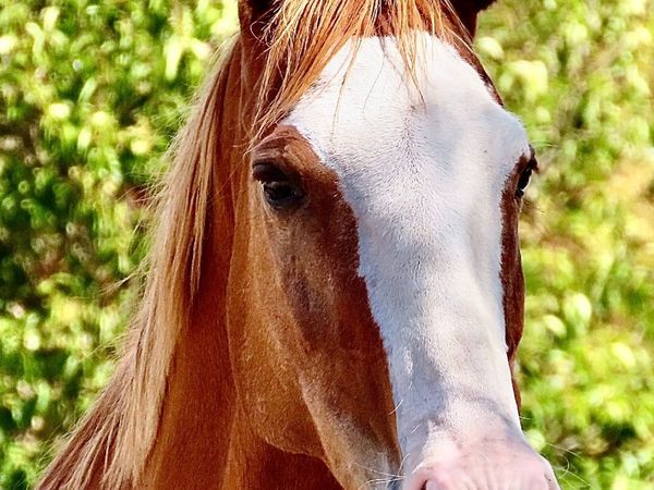 Looking for Quiet Riding Horse - Main image
