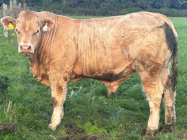 Trueman Idol bull - Main image