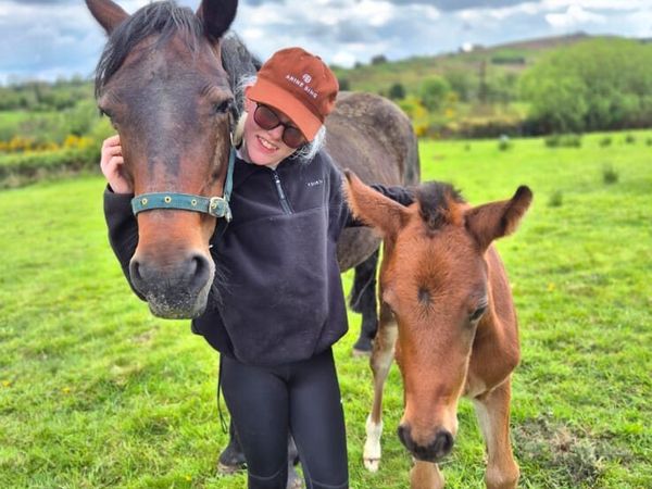 Connemara brood mare - Main image