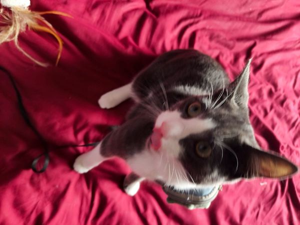 Kitten - Main image