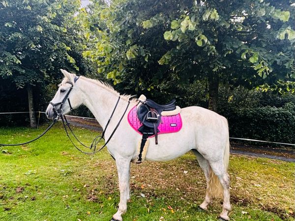 Beautiful 148cm 4 yrs old Connemara gelding - Main image