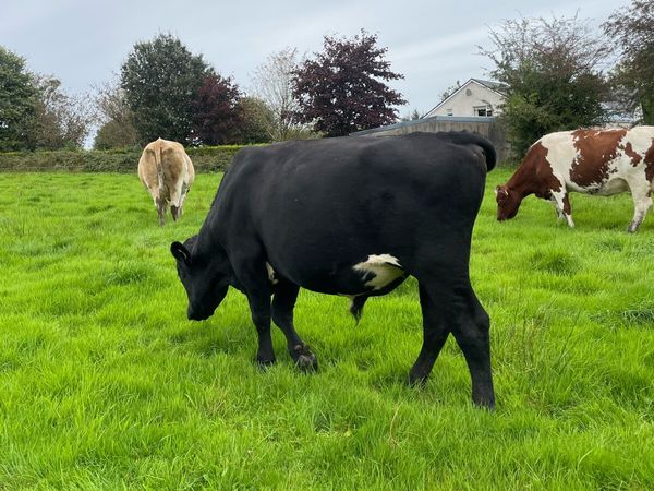 Angus teaser bull - Main image