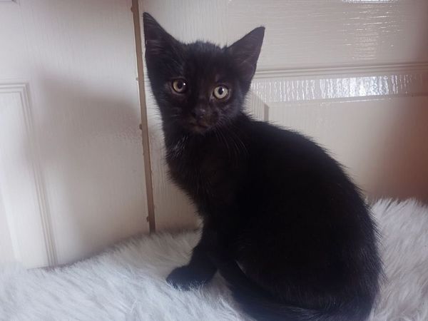 Kitten - Main image