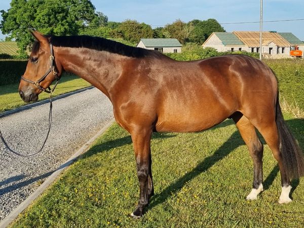 6 year old Bay Gelding - Main image