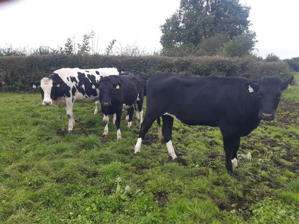 6 incalf Fresian Heifers - Main image