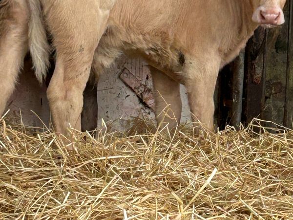 3 CH BULLS 3 MONTHS OLD - Main image