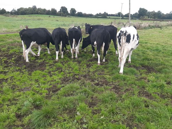 6 Holstein Fresian Heifers - Main image