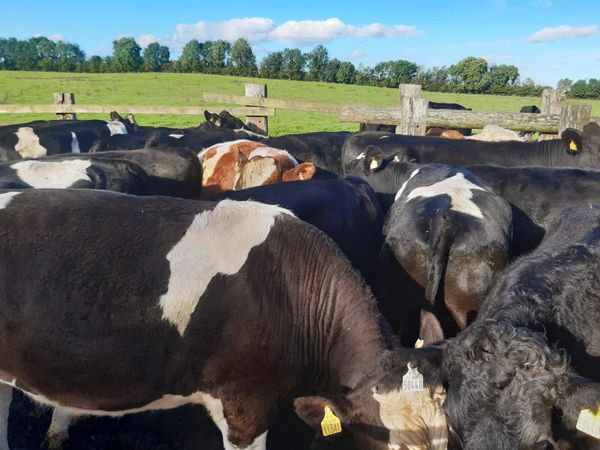 45 strong bullocks - Main image