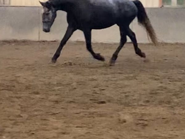 2 Connemara’s 3 year olds - Main image