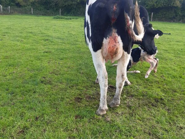 FR heifer after calving - Main image