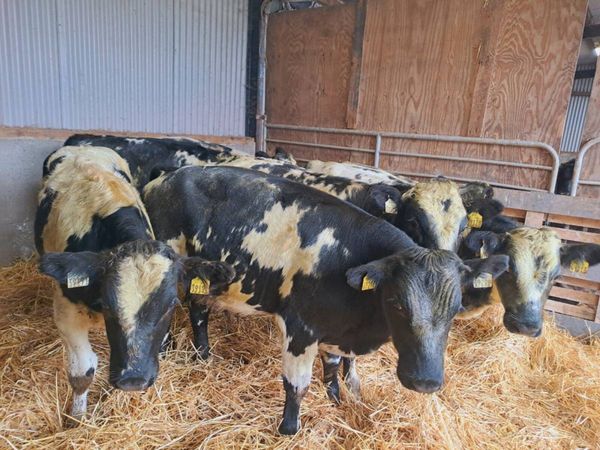 7 Super Belgian blue bull weanlings 270kgs - Main image