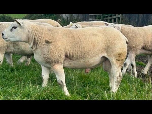 Pedigree Texel rams - Main image