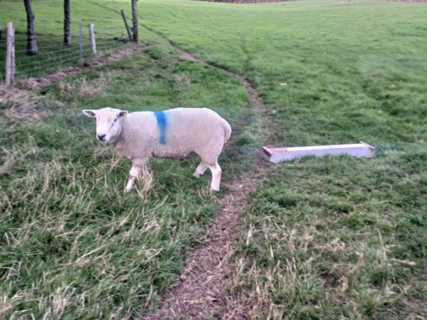 Ram for sale - Main image