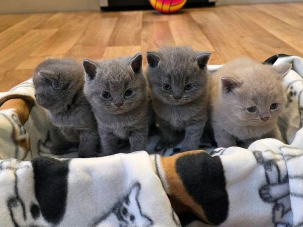British shorthair kittens - Main image