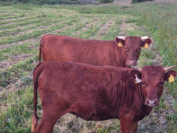 Dexter cow, yearling heifer & 2 Yr old bullock - Main image