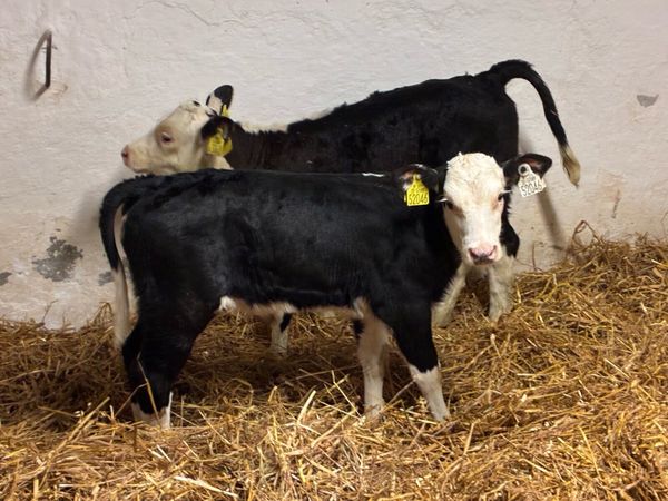 STRONG HEX HEIFER CALVES - Main image