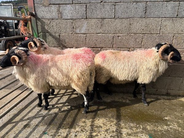 Rams - Main image