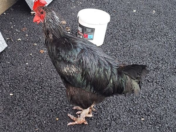 Free Rooster - Main image