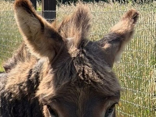 Half Miniature Donkey - Main image