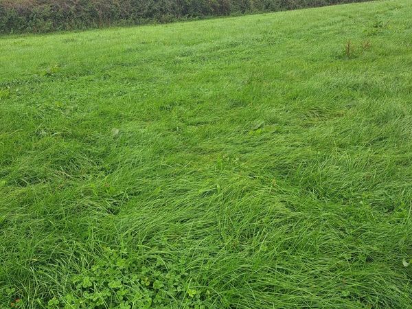 17 acres silage - Main image