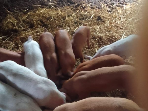 ORGANIC PIGLETS - Main image
