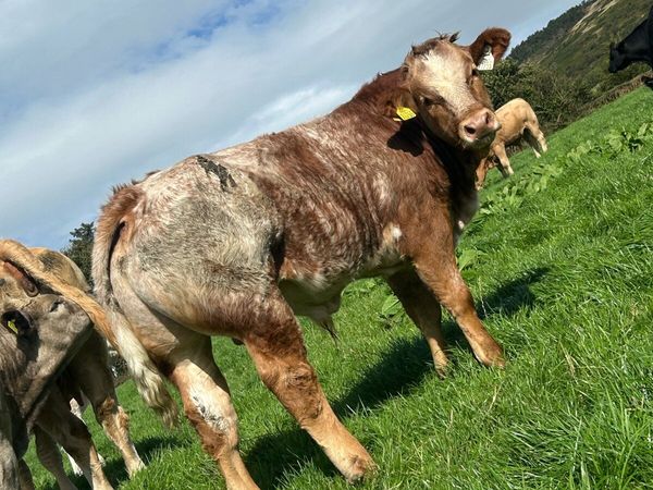 Cattle - Main image