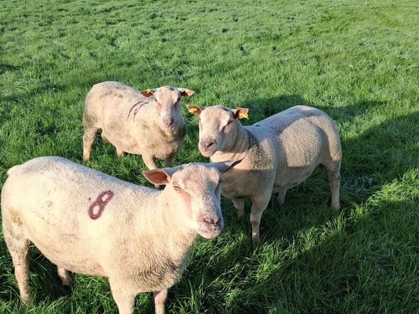 Quality Charolais and Texel hogget rams - Main image